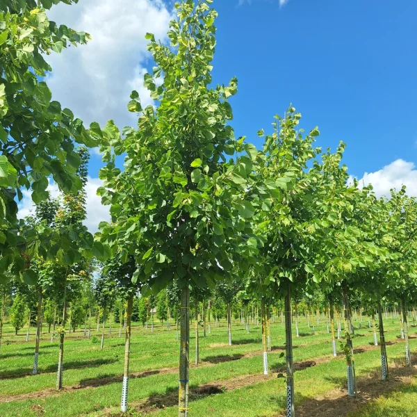 Tilia americana 'Redmond' &ndash; Amerikaanse linde (cv)