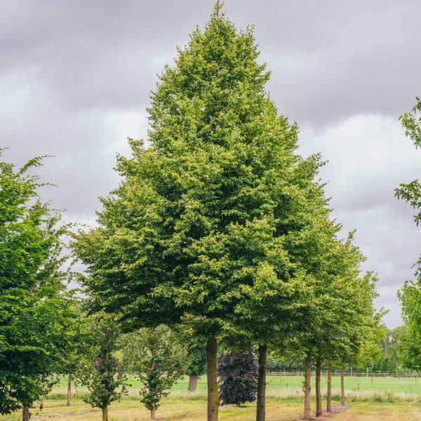 Tilia cordata 'Böhlje' &ndash; Winterlinde, Kleinbladige linde (cv)