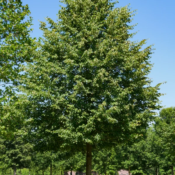 Tilia cordata 'Greenspire' &ndash; Winterlinde, Kleinbladige linde (cv)