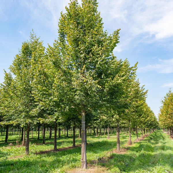 Tilia cordata 'Rancho' &ndash; Winterlinde, Kleinbladige linde (cv)