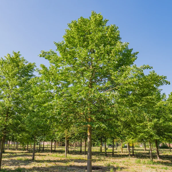 Tilia cordata 'Rancho' &ndash; Winterlinde, Kleinbladige linde (cv)