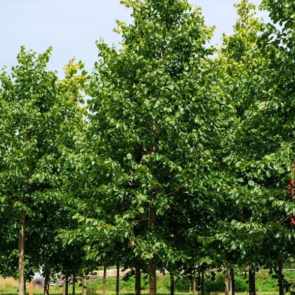 Tilia ×europaea 'Euchlora' &ndash; Krimlinde