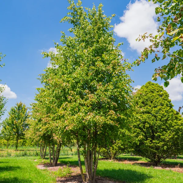 Tilia ×europaea 'Pallida' &ndash; Koningslinde