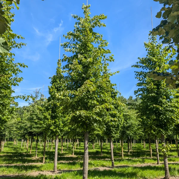 Tilia ×flavescens 'Glenleven'
