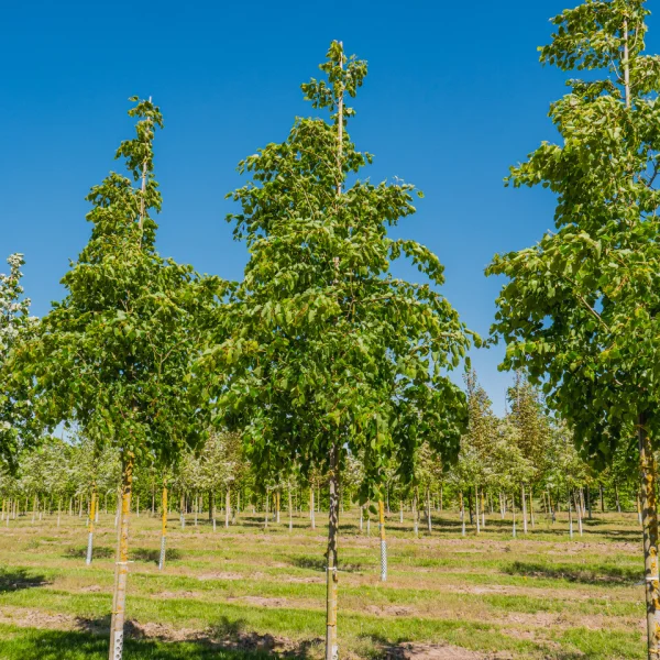 Tilia mongolica 'Buda'