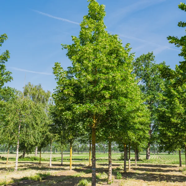 Tilia platyphyllos 'Örebro' &ndash; Zomerlinde, Grootbladige linde (cv)