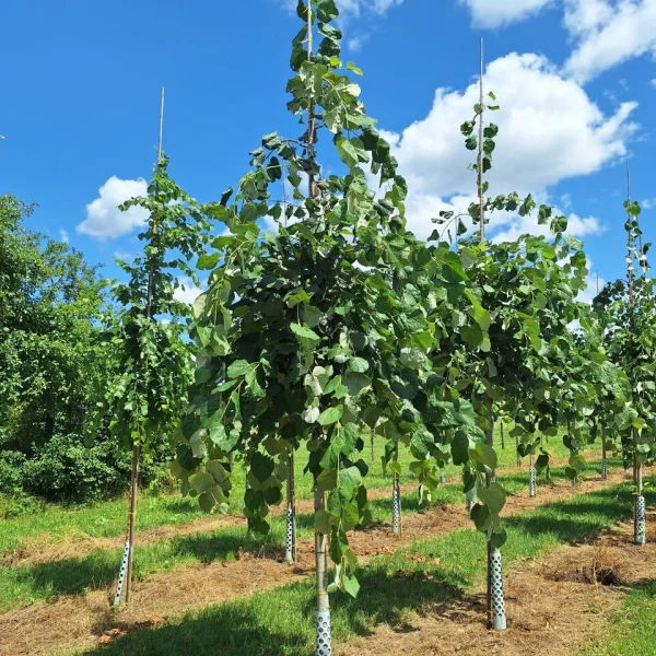 Tilia tomentosa 'Pendula' &ndash; Hangende zilverlinde,  Hongaarse zilverlinde