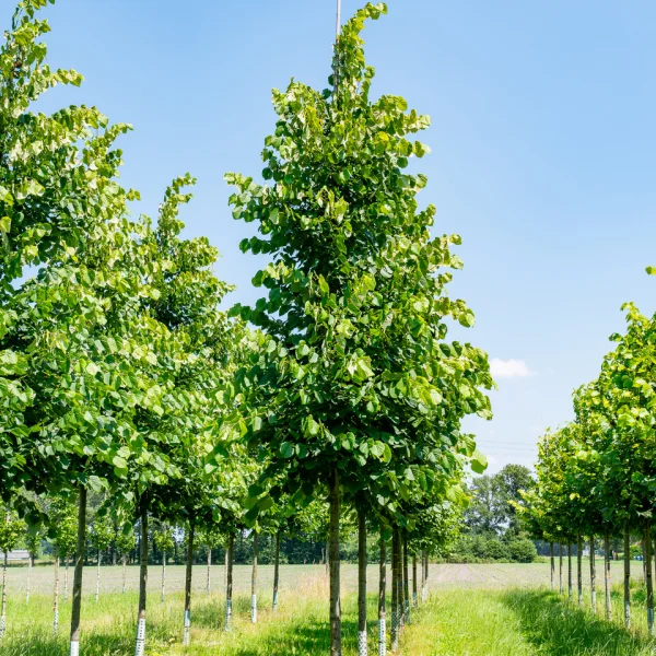 Tilia tomentosa 'Sisi' &ndash; Zilverlinde (cv)