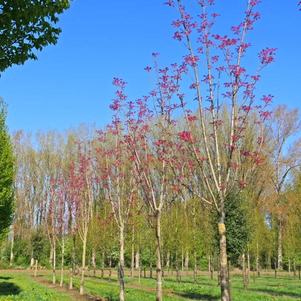 Toona sinensis 'Flamingo' &ndash; Chinese mahonieboom (cv)