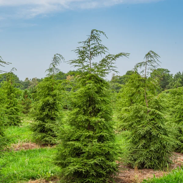 Tsuga canadensis – Canadese hemlock, Oostelijke hemlockspar
