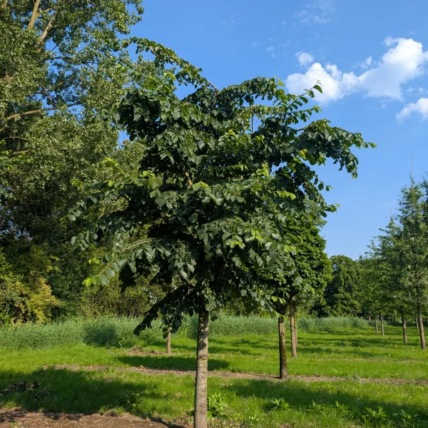 Ulmus glabra 'Pendula' &ndash; Horizontaal-iep