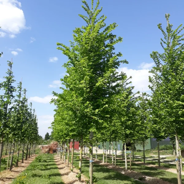 Ulmus LUTECE ('Nanguen')