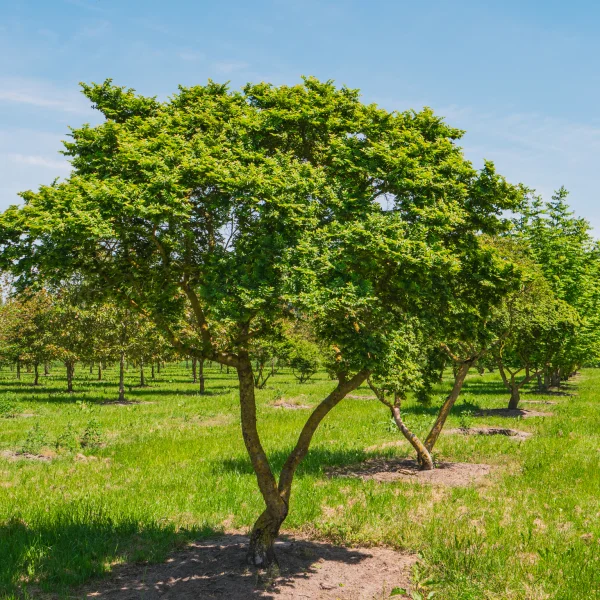 Ulmus minor 'Jacqueline Hillier'