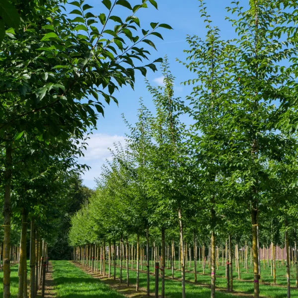 Ulmus 'Morton Glossy'