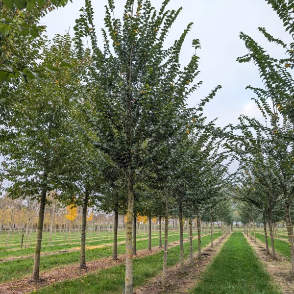 Ulmus VADA ('Wanoux')