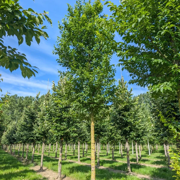 Ulmus 'New Horizon'