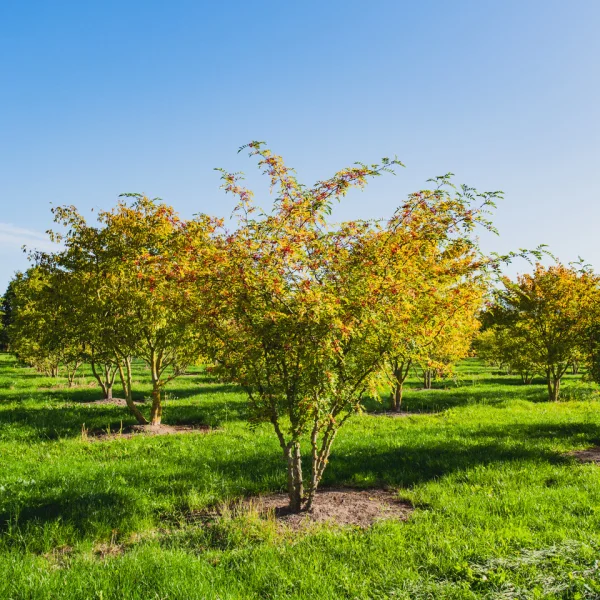 Zanthoxylum simulans