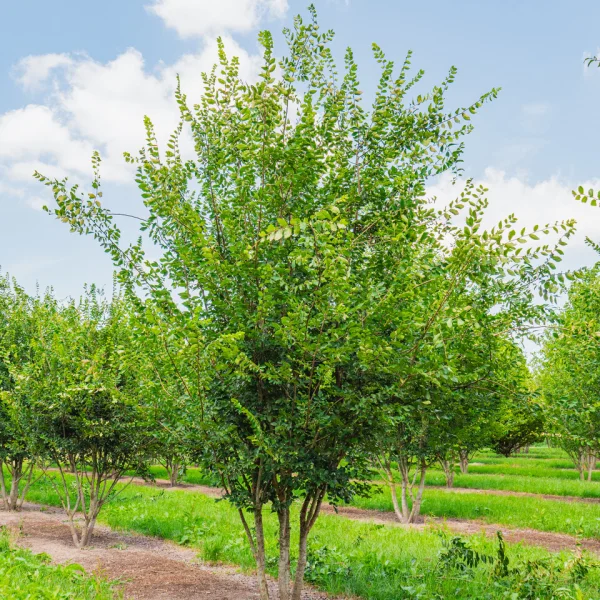 Zelkova carpinifolia – Kaukasische schijniep