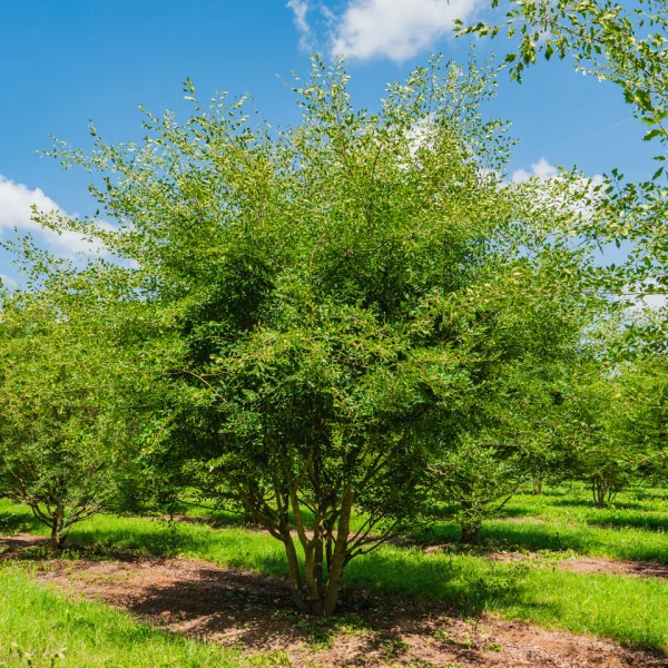 Zelkova carpinifolia 'Verschaffeltii' – Kaukasische schijniep (cv)