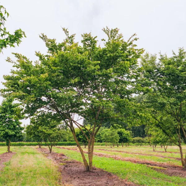 Zelkova schneideriana