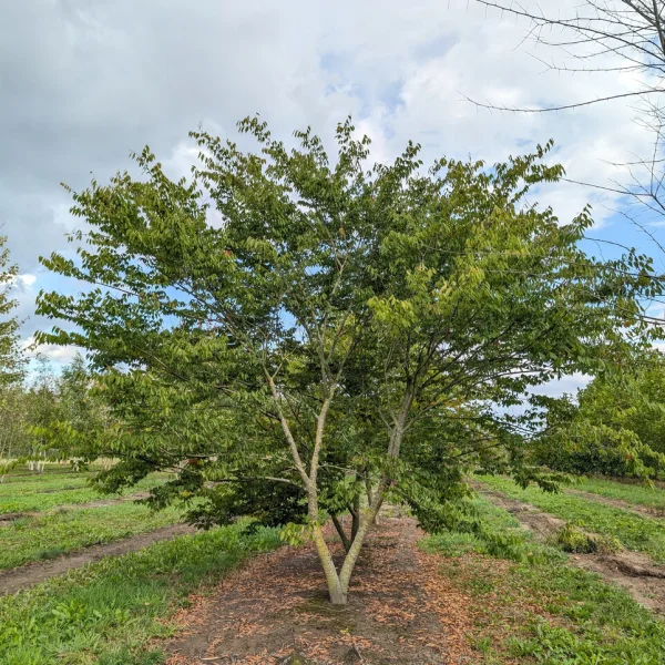 Zelkova serrata – Japanse zelkova, Japanse schijniep