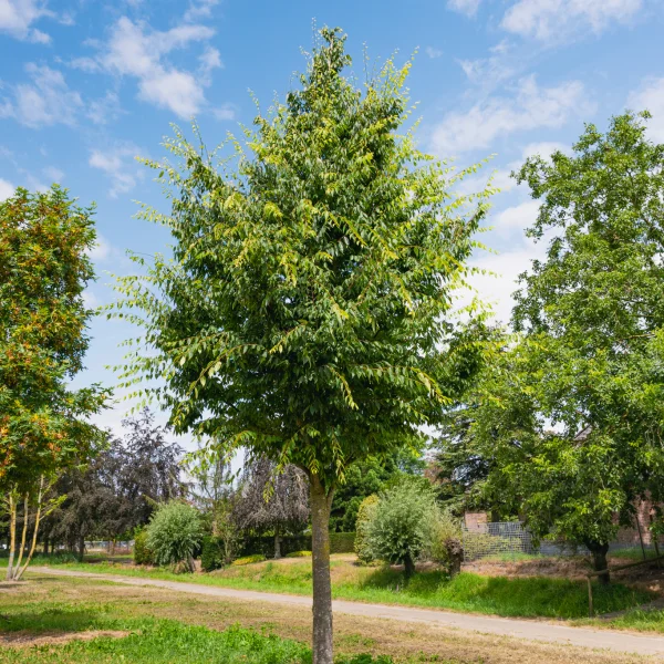Zelkova serrata 'Village Green' &ndash; Japanse zelkova, Japanse schijniep (cv)