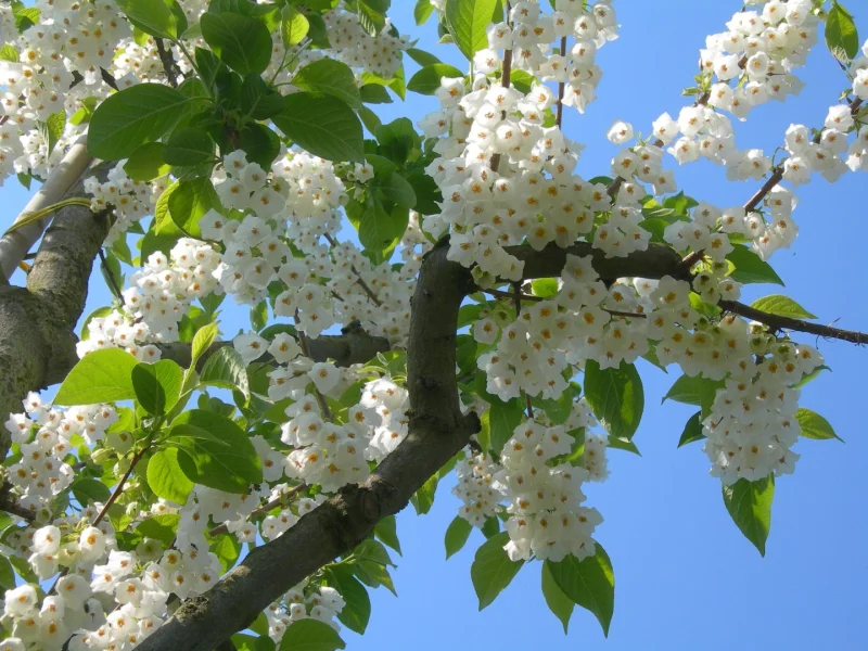 Halesia carolina | Sneeuwklokjesboom - Van den Berk Boomkwekerijen