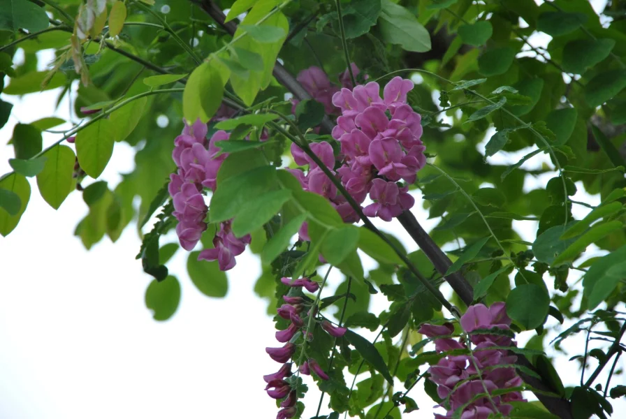 Robinia ×margaretta CASQUE ROUGE ('Pink Cascade') | Acacia (cv) - Van ...
