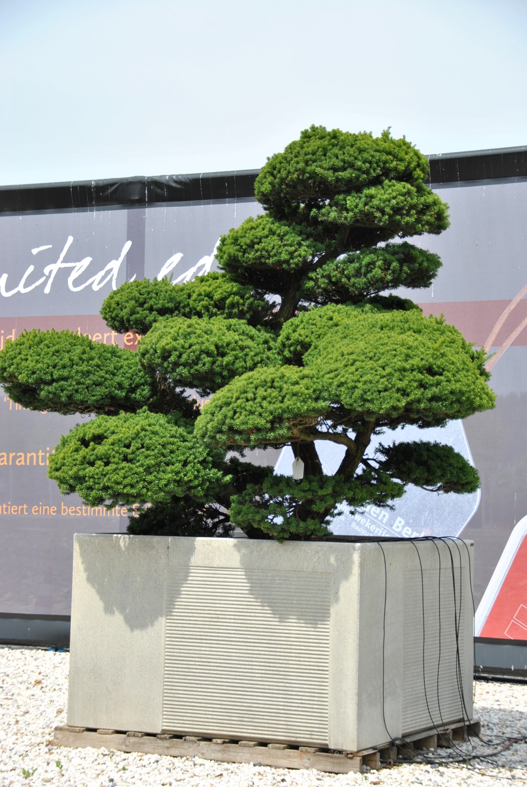 Bomen in bakken, een praktische oplossing voor groen in