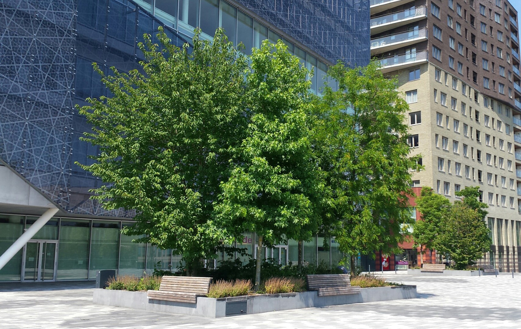 schedel amateur Tegenover Bomen in bakken, een praktische oplossing voor groen in de stad.