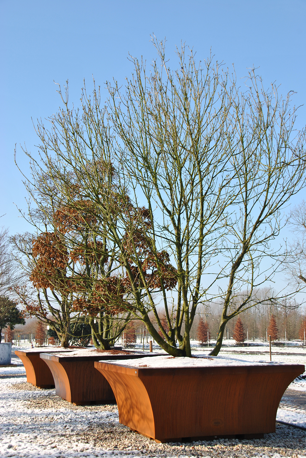 schedel amateur Tegenover Bomen in bakken, een praktische oplossing voor groen in de stad.